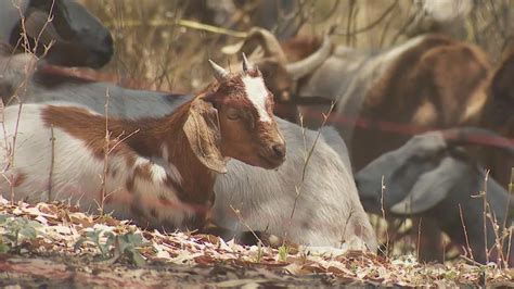 Hundreds of goats work to prevent wildfires in Southern California